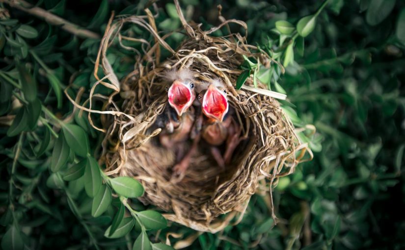 Avian Intruders Begone: The Crucial Need for Professional Bird Removal