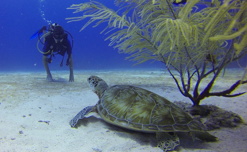 South Africa’s Underwater Treasures: The Scuba Club’s Scuba Holidays