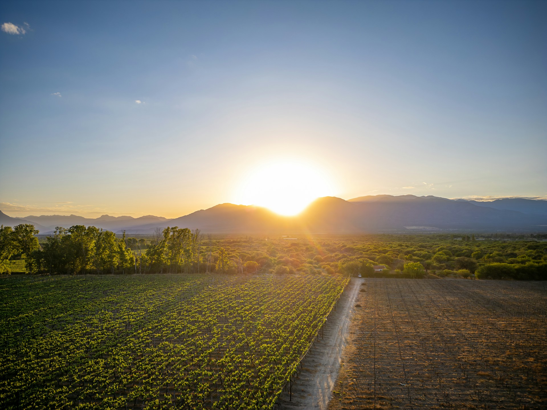 Vineyard landscape with wine glasses for Cape Town wine tours